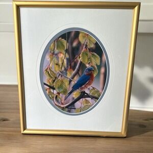 Carl R. Sams II Loon Photo Blue‎ Bird Tree Branch Professionally Framed & Signed